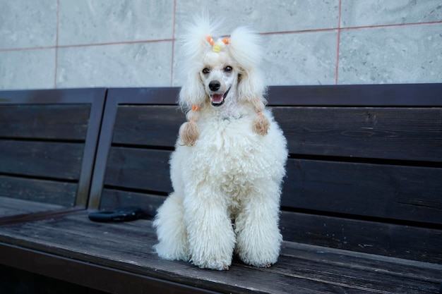 Charming purebred small poodle of modern color on a bench and looks into the camera