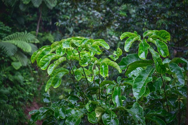 Charming Tree Leaves Capturing the Essence of Rain