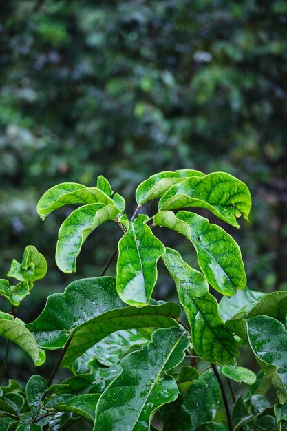 Charming Tree Leaves Capturing the Essence of Rain