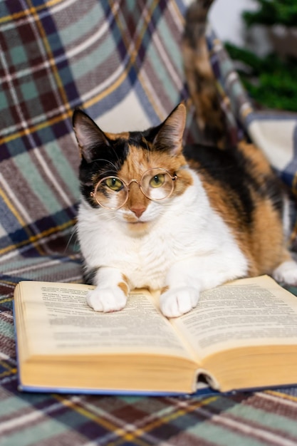 A charming tricolor cat with glasses is reading a book on the sofa.