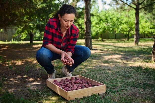 Charming woman eco farm worker sorting freshly dug out potatoes into a wooden crate for sale in local farmers markets