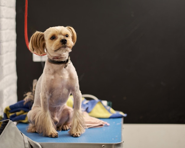 A charming Yorkshire terrier dog sits next to towels on the table