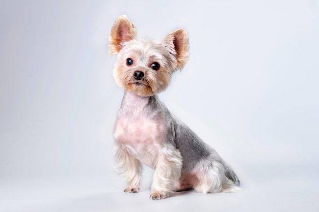 Charming Yorkshire terrier with a new haircut after grooming salon