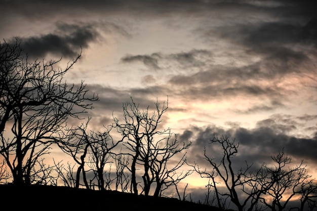 Photo charred trees create a haunting silhouette against a dramatic cloudy sky in legarda navarra spain