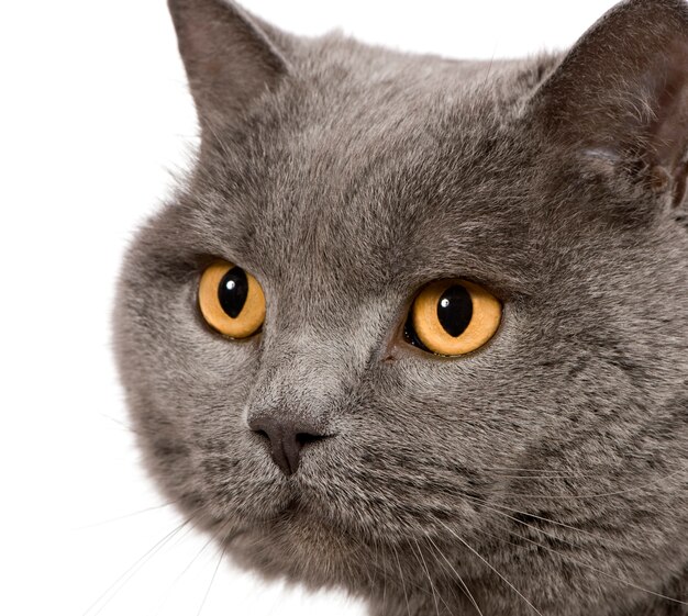 Chartreux (7 years)