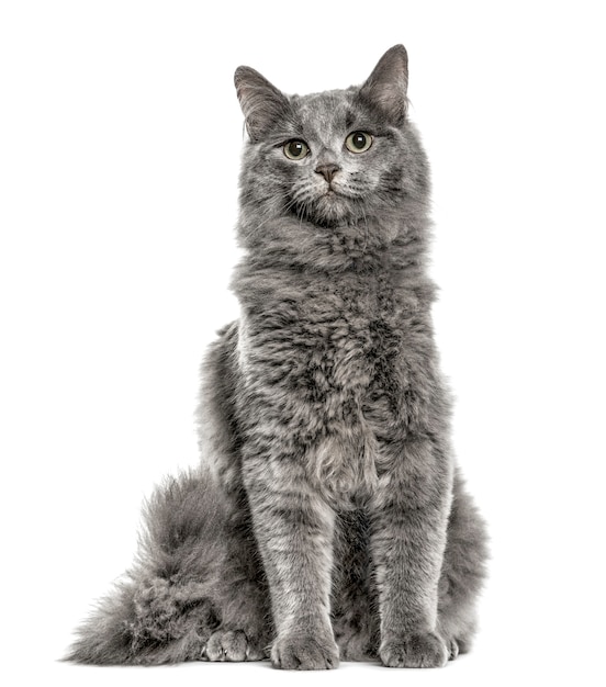 Chartreux sitting, isolated on white