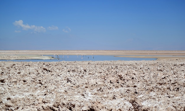 Photo chaxa lagoon with flamingos