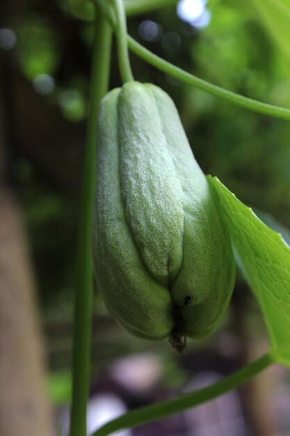 Chayote in the garden also known as mirliton and choko