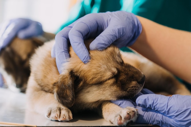 Checking the breath Male veterinarian in work uniform listening to the breath of a small dog with a phonendoscope in veterinary clinic Pet care concept