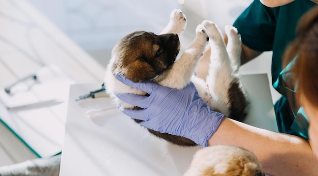 Checking the breath Male veterinarian in work uniform listening to the breath of a small dog with a phonendoscope in veterinary clinic Pet care concept