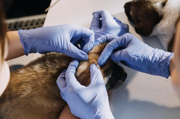 Checking the breath Male veterinarian in work uniform listening to the breath of a small dog with a phonendoscope in veterinary clinic Pet care concept