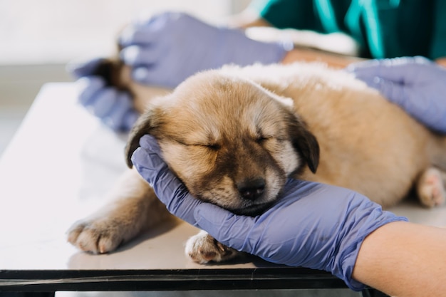 Checking the breath Male veterinarian in work uniform listening to the breath of a small dog with a phonendoscope in veterinary clinic Pet care concept