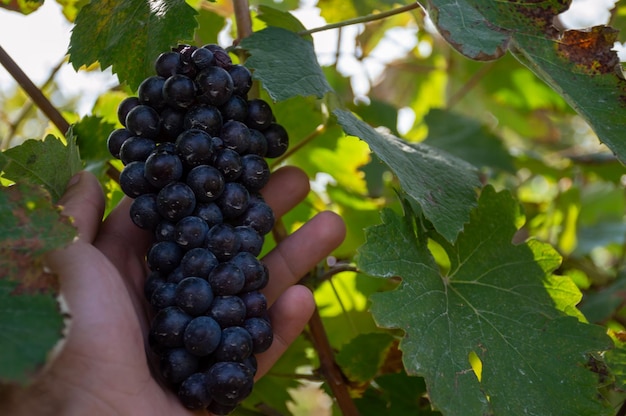 Checking the ripeness of black grapes