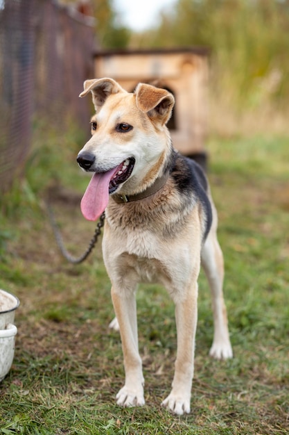 A cheerful big dog with a chain tongue sticking out