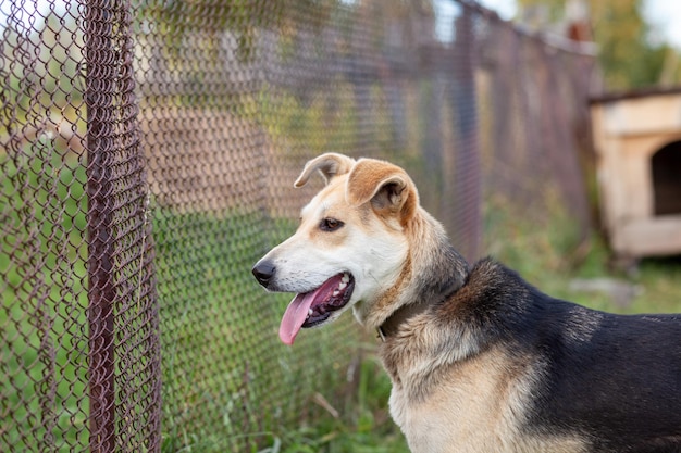 A cheerful dog with a chain tongue sticking out. Portrait of a dog on a chain that guards the house