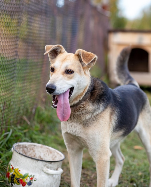 A cheerful dog with a chain tongue sticking out. Portrait of a dog on a chain that guards the house