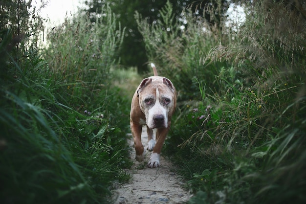 Cheerful gray dog running on meadow in twilight