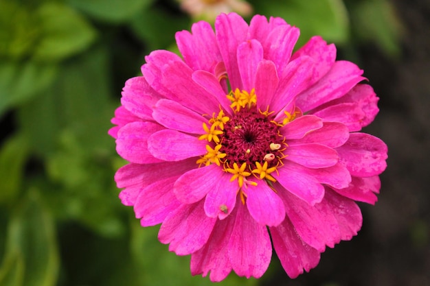 Cheerful pink chamomile celebrates the arrival of summer