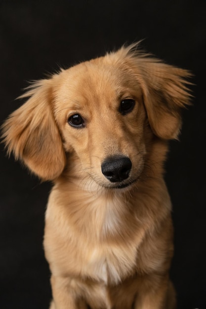 Cheerful red dog on a black background