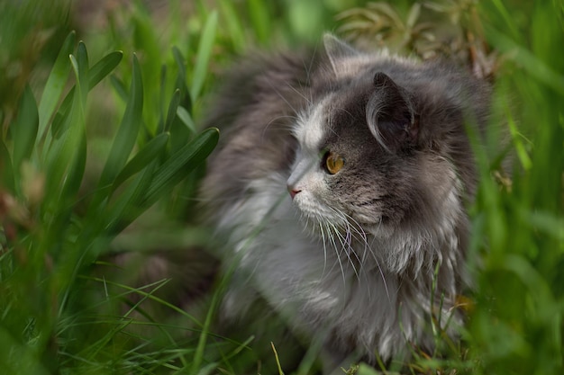 Cheerful young cat posing in the green grass on sunset lights Young cat on sunny day outdoors