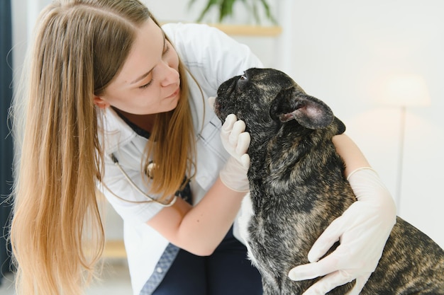 Cheerful young veterinary taking care and examining a beautiful dog french bulldog