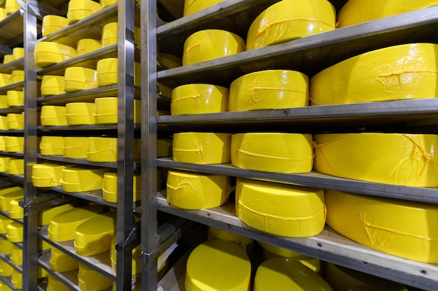 Cheesemaking background with big heads of fresh yellow cheese