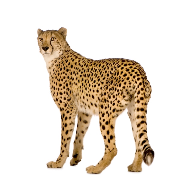 Cheetah - Acinonyx jubatus on a white isolated