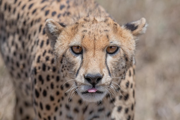 Cheetah Acinonyx jubatus