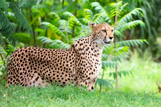 Cheetah in a clearing a portrait