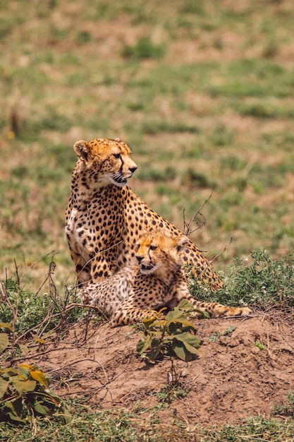 Photo cheetah and cub standing on a field