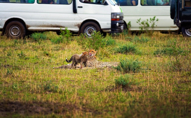 Cheetah family surrounded by safari cars in maasai mara national reserve kenya