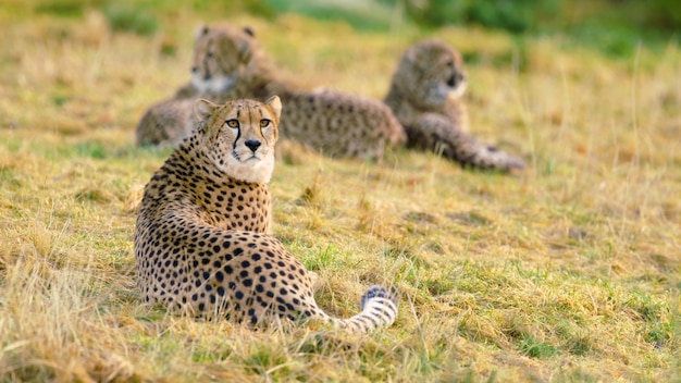 Cheetah on the grass in the serengeti national park