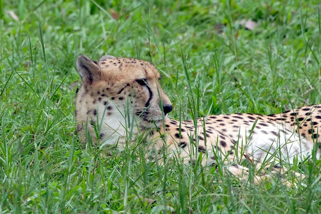 The cheetah is lying on the grass