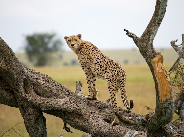 Cheetah is sitting on a tree in the savannah.