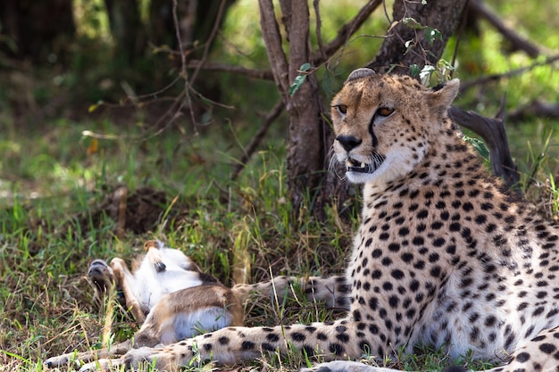 The cheetah is tired after the race for the impala Resting in the bush Kenya Africa