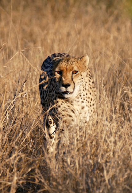 Cheetah in Kruger National Park