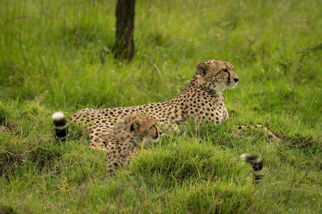 Photo cheetah lies beside cub on grassy mound