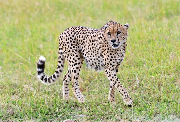 Cheetah Masai Mara National Park in Kenya