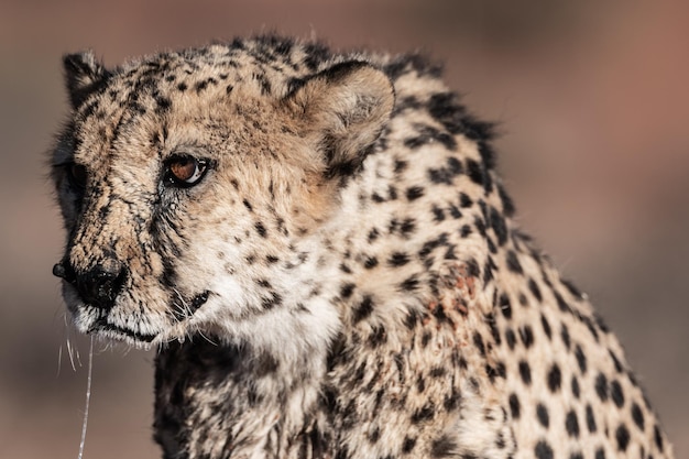 Photo the cheetah in namibia