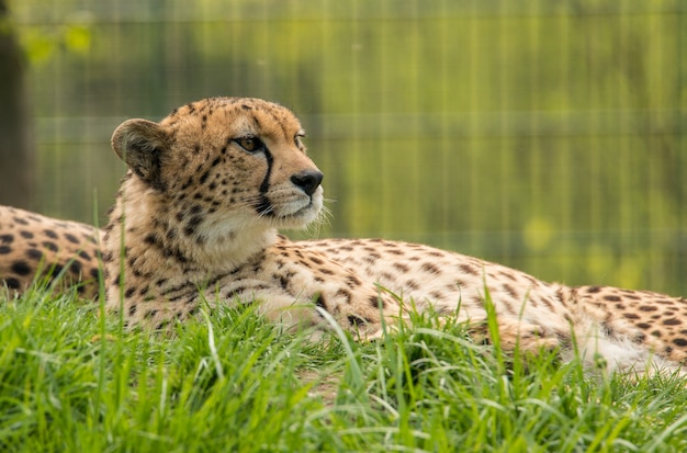 Cheetah resting in the grass in zoo