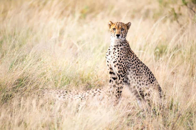 The cheetah sits in the savannah looking for prey