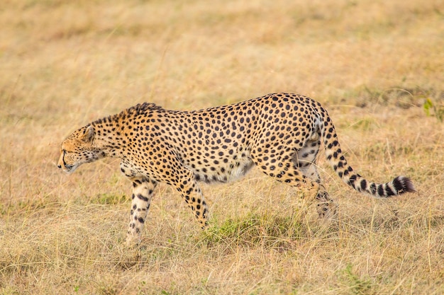 A cheetah walking in the Masai Mara national park, wild animals in the savannah. Kenya