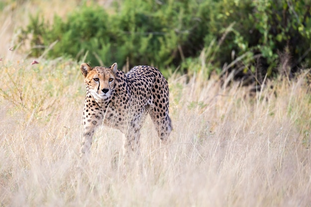 A cheetah walks in the high grass of the savannah looking for something to eat