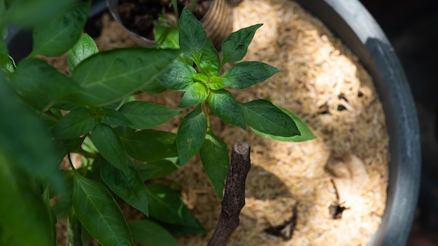 chemical free vegetables.d.i.y kitchen plant.young sprout vegetable