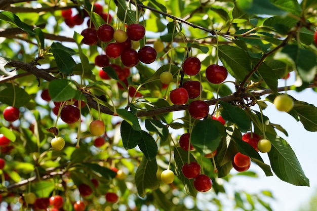 Cherries on a branch in the garden against the blue sky