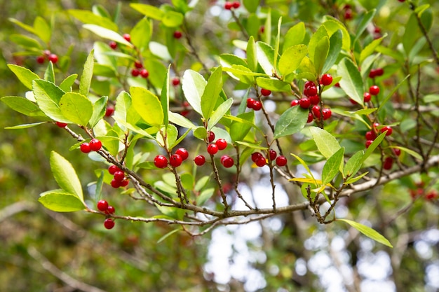 Cherries hanging on a cherries tree branch. Cherry tree in the summer garden.