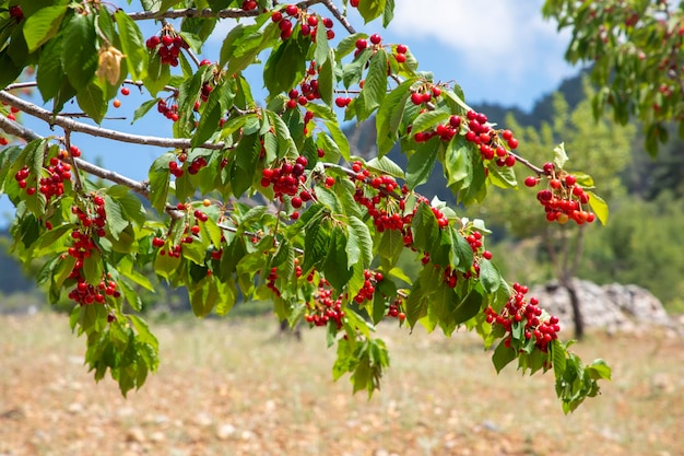 Cherries hanging on a cherry tree branch Spil Mountain Manisa