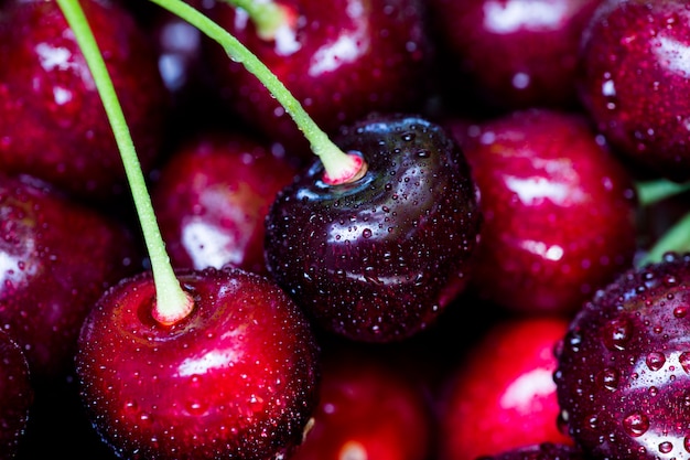 Cherry basket. cherry tree branch. fresh ripe cherries. sweet cherries in garden