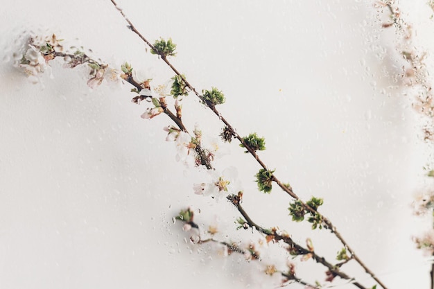 Photo cherry blooming branch under glass with water drops creative abstract image of spring flowers hello spring simple aesthetic wallpaper wet rainy flowers floral rustic still life