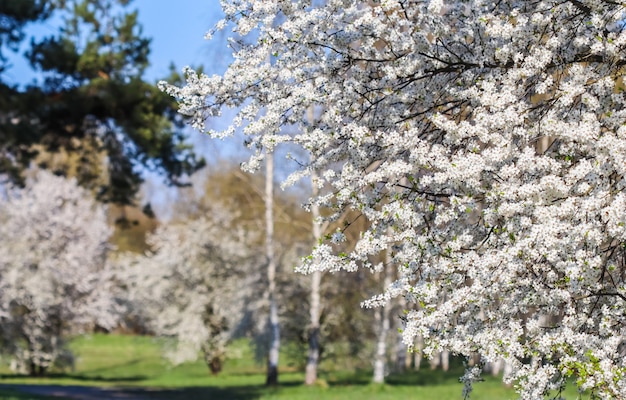 Cherry blossom on a background of birch forest beautiful white flowers